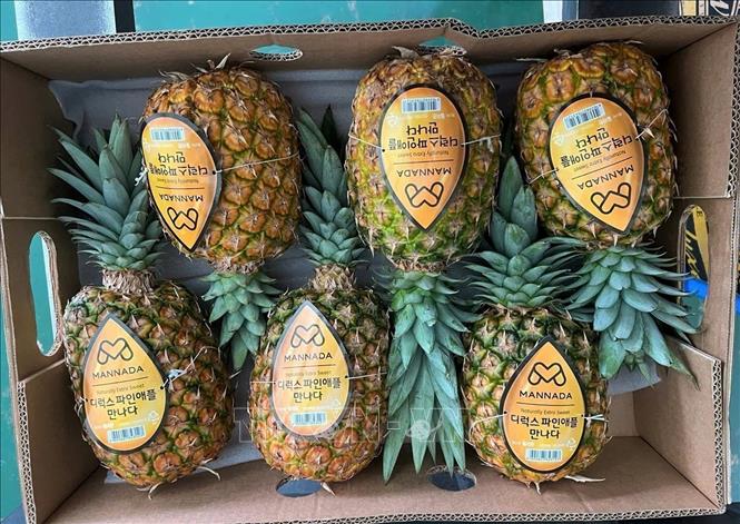 Exporting whole pineapples to the Republic of Korea. VNA Photo: Thu Hiền