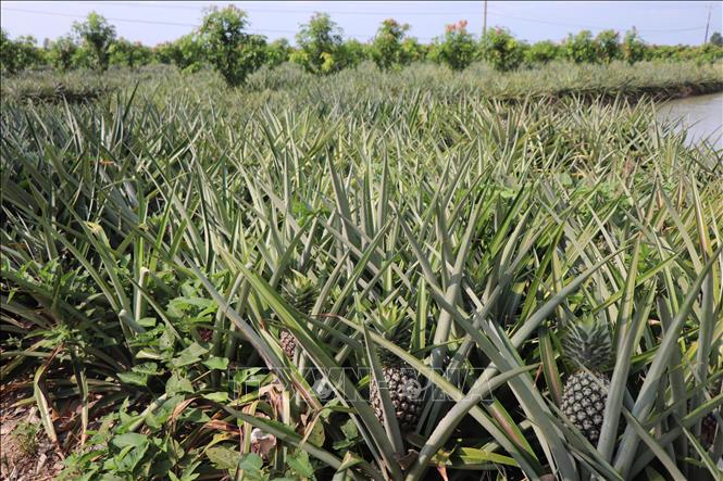 In the near term, Can Tho city plans to expand MD2 cultivation by 30-50 hectares per commune per year, reaching 1,000 hectares by 2030. VNA Photo: Thu Hiền
