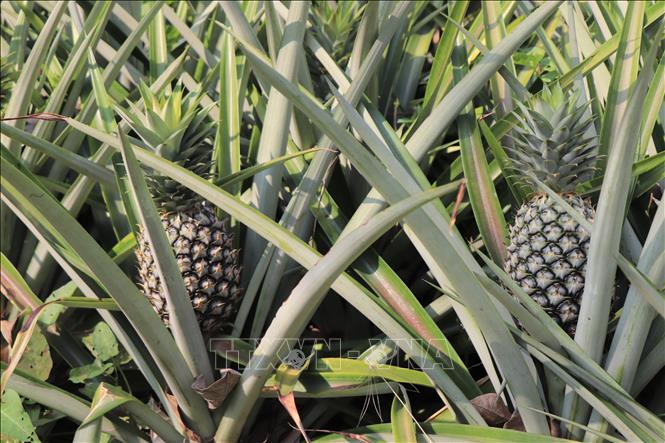 The MD2 pineapple variety currently has a stable market, yielding economic profits 2 to 3 times higher than growing oranges or sugarcane. VNA Photo: Thu Hiền