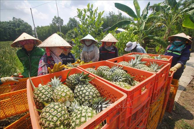 Harvesting MD2 pineapple in Can Tho city. VNA Photo: Thu Hiền