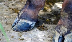 Ngành chăn nuôi chủ động ứng phó nguy cơ xâm nhiễm virus lở mồm, long móng chủng mới