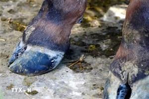 Ngành chăn nuôi chủ động ứng phó nguy cơ nhiễm virus lở mồm, long móng chủng mới