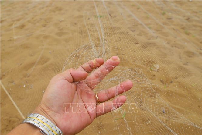 Lưới tạo tấm lưới trùm có sợi rất mảnh, màu trắng, mắt lưới có kích thước khá nhỏ đủ lọt đầu chim én nên tỷ lệ chim én mắc lưới rất cao. Ảnh: Xuân Tiến - TTXVN 