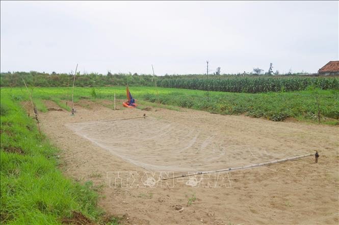 Một tấm lưới trùm để bẫy én có diện tích từ 6 đến 10m2, được định hình bằng hai cọc tre ở hai đầu. Ảnh: Xuân Tiến - TTXVN 