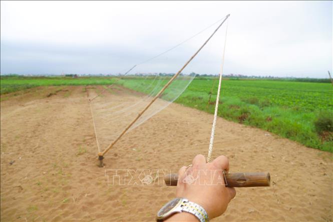 Khi những cá thể chim én sà xuống thì bẫy lưới được “kích hoạt” bằng việc dùng sức kéo tấm lưới trùm để tấm lưới trùm lên, chim én dính mắt lưới. Ảnh: Xuân Tiến - TTXVN 