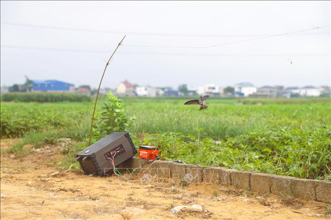 Chim én làm mồi nhử bị buộc chân bằng sợi dây cước treo lơ lửng, có thể bay nhảy ở tầm thấp để phủ dụ cả đàn chim én trên không trung sà xuống. Ảnh: Xuân Tiến – TTXVN