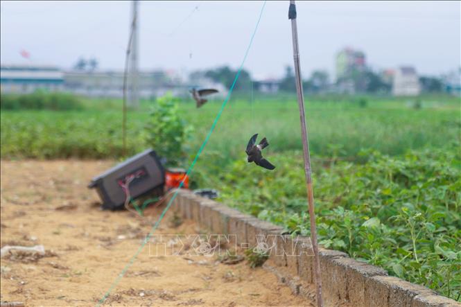 Nhiều chim én làm mồi nhử do vận động liên tục trong thời gian dài đã mỏi cánh, không còn bay được nữa nên treo lơ lửng trên giá buộc chân. Ảnh: Xuân Tiến - TTXVN