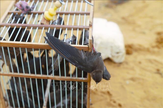 Lượng chim én bẫy được sẽ bán cho thương lái hoặc tiêu thụ ở chợ dân sinh trên địa bàn với giá từ 2.000 đồng đến 2.500 đồng/con. Ảnh: Xuân Tiến - TTXVN 
