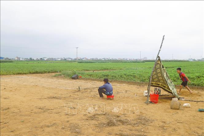  Trẻ em cũng trực tiếp tham gia tại một điểm bẫy chim én bằng cách thức giật lười trùm trên đồng ruộng xã An Châu (tỉnh Nghệ An). Ảnh: Xuân Tiến - TTXVN 