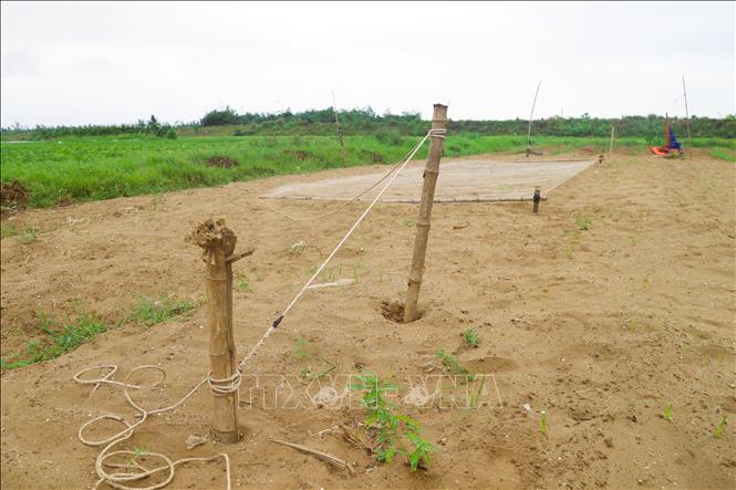 Hệ thống cọc tre được đóng chặt xuống mặt ruộng để tạo điểm giữ khung lưới trùm mỗi khi giật bẫy. Ảnh: Xuân Tiến - TTXVN 