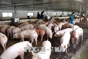 Ứng phó nguy cơ vi rút lở mồm long móng xâm nhiễm