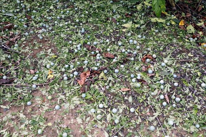 Mưa đá đã khiến diện tích mận hậu trồng xen canh với cây cà phê của các hộ dân ở bản Co Hịnh, xã Phiêng Cằm (Sơn La) bị rụng quả. Ảnh: Quang Quyết - TTXVN