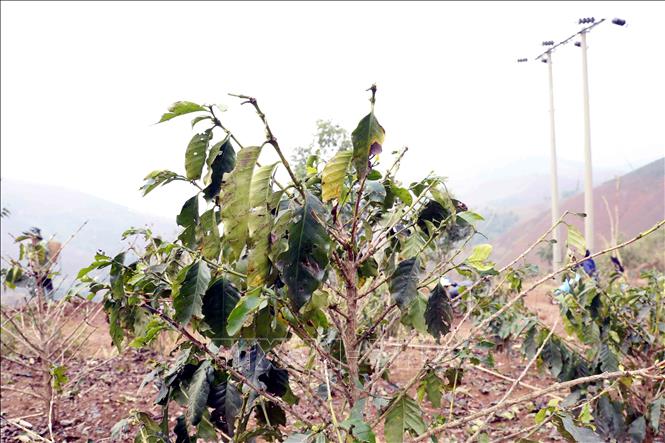 Mưa đá kèm theo gió lốc đã khiến 5 ha cây cà phê đang trong thời kỳ ra hoa, đậu quả của nhiều hộ dân tại bản Co Hịnh, xã Phiềng Cằm bị gãy ngọn, rụng lá, rụng hoa, mức độ thiệt hại từ 30% đến 70% sản lượng. Ảnh: Quang Quyết - TTXVN
