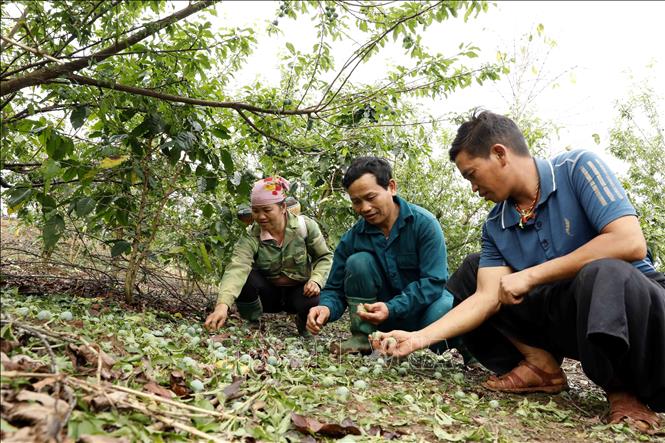 Mưa đá đã khiến diện tích mận hậu trồng xen canh với cây cà phê của gia đình anh Sồng A Dạng (giữa) ở bản Co Hịnh, xã Phiêng Cằm bị thiệt hại nặng nề. Ảnh: Quang Quyết - TTXVN