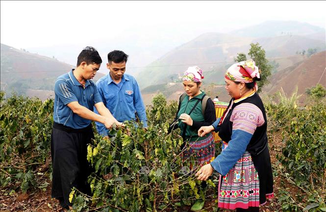 Mưa đá kèm theo gió lốc khiến 5 ha cây cà phê đang trong thời kỳ ra hoa, đậu quả của gia đình chị Lý Thị Cha (thứ hai, bên phải) ở bản Co Hịnh, xã Phiêng Cằm bị gãy ngọn, rụng lá, rụng hoa. Ảnh: Quang Quyết - TTXVN