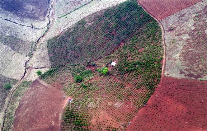 Mưa đá kèm theo gió lốc đã khiến 5 ha cây cà phê đang trong thời kỳ ra hoa, đậu quả của nhiều hộ dân tại bản Co Hịnh, xã Phiêng Cằm (Sơn La) bị gãy ngọn, rụng lá, rụng hoa. Ảnh: Quang Quyết - TTXVN