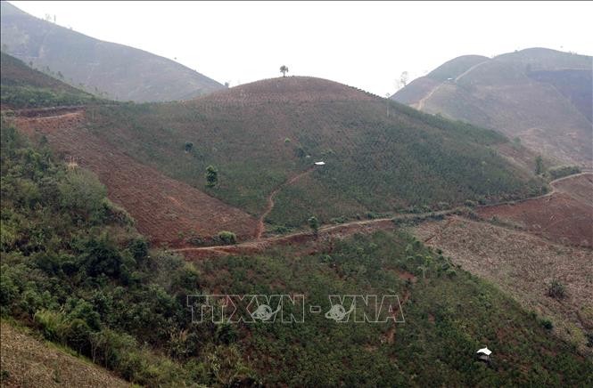 Mưa đá kèm theo gió lốc khiến 5 ha cây cà phê đang trong thời kỳ ra hoa, đậu quả của nhiều hộ dân tại bản Co Hịnh, xã Phiêng Cằm (Sơn La) bị gãy ngọn, rụng lá, rụng hoa, mức độ thiệt hại từ 30% đến 70% sản lượng. Ảnh: Quang Quyết - TTXVN