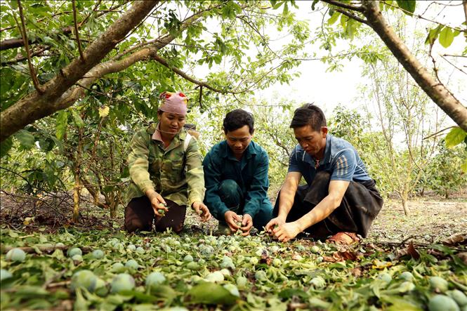 Mưa đá khiến diện tích mận hậu trồng xen canh với cây cà phê của gia đình anh Sồng A Dạng (giữa) ở bản Co Hịnh, xã Phiêng Cằm bị rụng quả, gây thiệt hại nặng nề. Ảnh: Quang Quyết - TTXVN