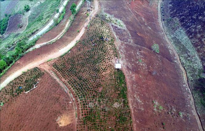 Mưa đá kèm theo gió lốc khiến 5 ha cây cà phê đang trong thời kỳ ra hoa, đậu quả của nhiều hộ dân tại bản Co Hịnh, xã Phiêng Cằm bị gãy ngọn, rụng lá, rụng hoa. Ảnh: Quang Quyết - TTXVN