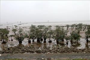 Trồng rừng ngập mặn bảo vệ môi trường sinh thái