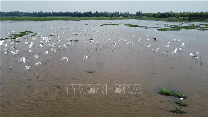 Đàn cò trắng tìm thức ăn ở khu đất ngập nước của Vườn quốc gia Tràm Chim. Ảnh: Nhựt An - TTXVN