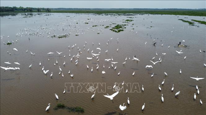 Đàn chim, cò hàng nghìn con xuất hiện ở khu đất ngập nước của Vườn Quốc gia Tràm Chim. Ảnh: Nhựt An - TTXVN