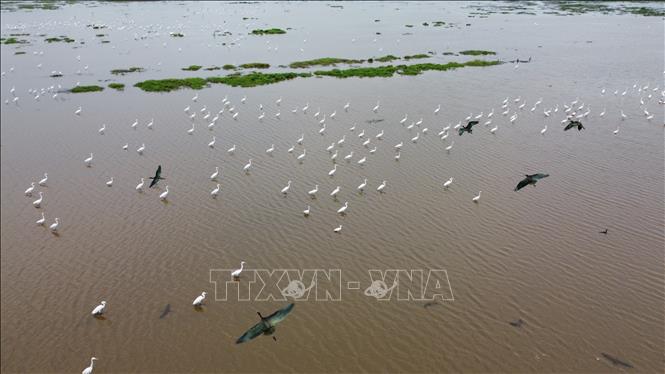 Đàn chim, cò tìm thức ăn ở khu đất ngập nước của Vườn quốc gia Tràm Chim. Ảnh: Nhựt An - TTXVN