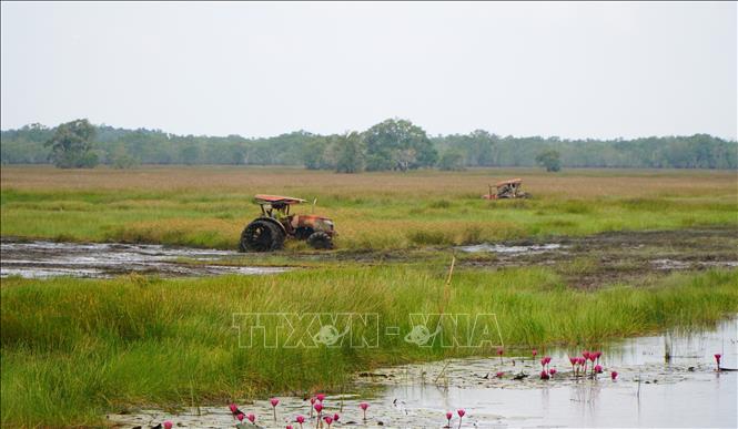 Vườn quốc gia Tràm Chim tiến hành điều tiết nước và trục đất để tạo điều kiện thuận lợi cho các loài chim, cò về tìm thức ăn. Ảnh: Nhựt An - TTXVN
