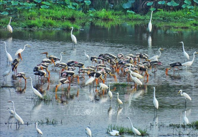 Đàn cò trắng và chim giang sen (loài chim quý có tên trong Sách đỏ Việt Nam) tìm thức ăn ở khu đất ngập nước của Vườn quốc gia Tràm Chim. Ảnh: TTXVN phát
