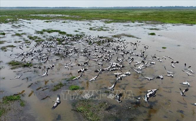 Đàn cò ốc (hay còn gọi là cò nhạn) tìm thức ăn ở khu đất ngập nước của Vườn quốc gia Tràm Chim. Ảnh: Nhựt An - TTXVN