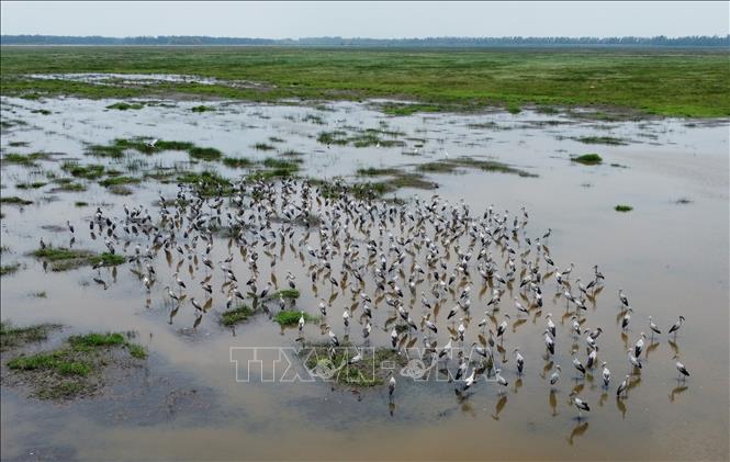 Đàn cò ốc xuất hiện ở khu đất ngập nước của Vườn quốc gia Tràm Chim. Ảnh: Nhựt An - TTXVN