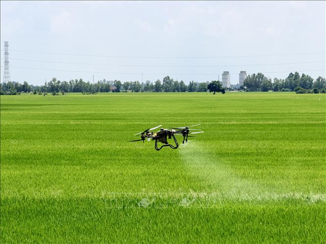 Vụ lúa Hè Thu 2026, An Giang xuống giống khoảng 505.500 ha, sản lượng ước đạt 3 triệu tấn. Ảnh: Thanh Sang-TTXVN