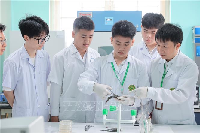 Sinh viên Khoa Thuỷ sản thực hành quan sát lâm sàng và chẩn đoán bệnh trên động vật thuỷ sản dưới sự hướng dẫn của giảng viên. Ảnh: Lê Đông - TTXVN