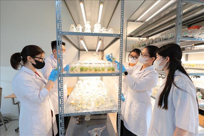 Sinh viên Khoa Công nghệ sinh học kiểm tra quá trình cảm ứng mẫu sau nuôi cấy dưới sự hướng dẫn trực tiếp của giảng viên. Ảnh: Lê Đông - TTXVN