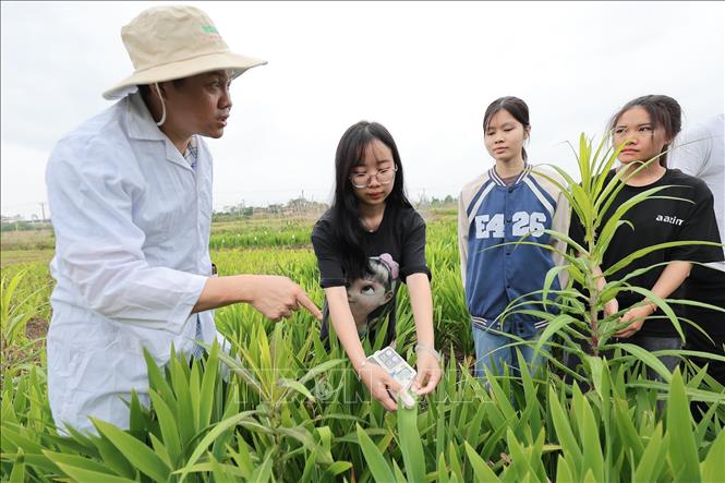 Sinh viên Khoa nông học thực hành sử dụng máy đo diệp lục dưới sự chỉ dẫn trực tiếp của giảng viên tại khu thực nghiệm. Ảnh: Lê Đông - TTXVN