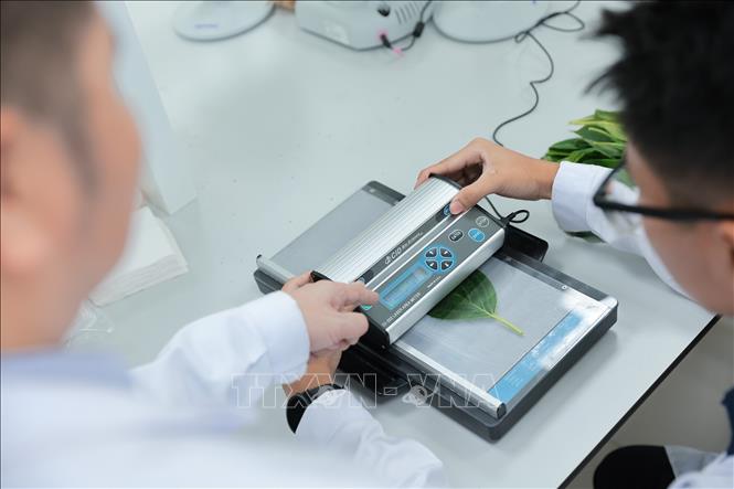 Hoạt động thực hành với Máy đo diện tích lá giúp sinh viên Khoa nông học đánh giá sức khỏe, sự phát triển và phản ứng của cây đối với môi trường. Ảnh: Lê Đông - TTXVN