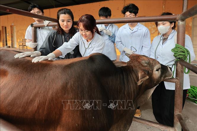 Giờ thực hành lâm sàng, Giảng viên Khoa Thú y hướng dẫn sinh viên kỹ năng thăm khám thực địa trên đại gia súc. Ảnh: Lê Đông - TTXVN