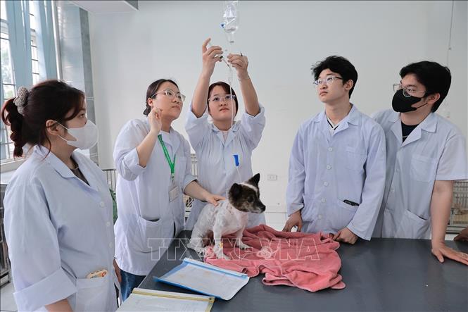Sinh viên Khoa Thú y thực tập kỹ năng truyền dịch và chăm sóc thú nhỏ tại phòng khám thực nghiệm. Ảnh: Lê Đông - TTXVN