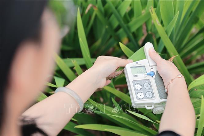 Máy đo diệp lục dùng để đo nhanh, không phá hủy hàm lượng diệp lục tương đối trong lá cây, giúp sinh viên Khoa nông học đánh giá sức khỏe cây trồng, nhu cầu nitơ (đạm), tối ưu hóa phân bón, nâng cao năng suất và bảo vệ môi trường nhờ hạn chế dư lượng phân đạm. Ảnh: Lê Đông - TTXVN