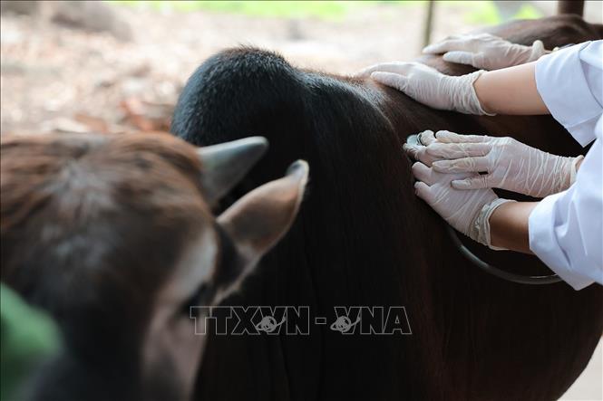 Giờ thực hành lâm sàng, Giảng viên Khoa Thú y hướng dẫn sinh viên kỹ năng thăm khám thực địa trên đại gia súc. Ảnh: Lê Đông - TTXVN