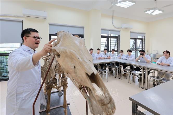 Giờ học Giải phẫu học: Giảng viên Khoa Thú y hướng dẫn sinh viên tìm hiểu cấu trúc xương và hệ vận động của động vật trên mô hình thực tế. Ảnh: Lê Đông - TTXVN