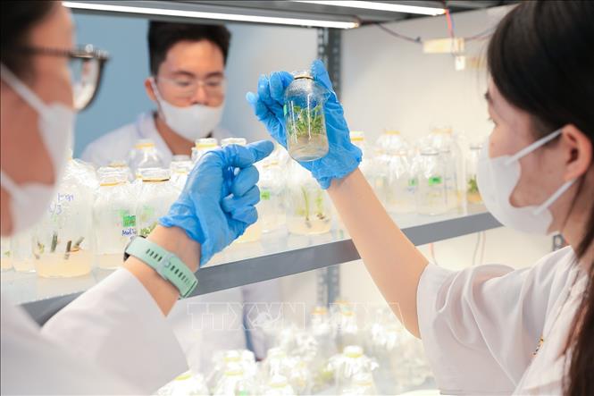 Giảng viên hướng dẫn sinh viên Khoa Công nghệ sinh học kiểm tra quá trình cảm ứng mẫu sau nuôi cấy. Ảnh: Lê Đông - TTXVN