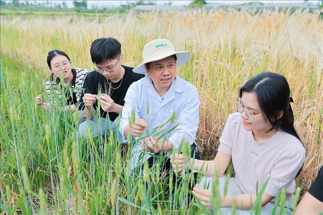 Giảng viên Khoa Nông học hướng dẫn sinh viên nhận diện đặc điểm sinh trưởng của cây trồng tại khu thực nghiệm. Ảnh: Lê Đông - TTXVN