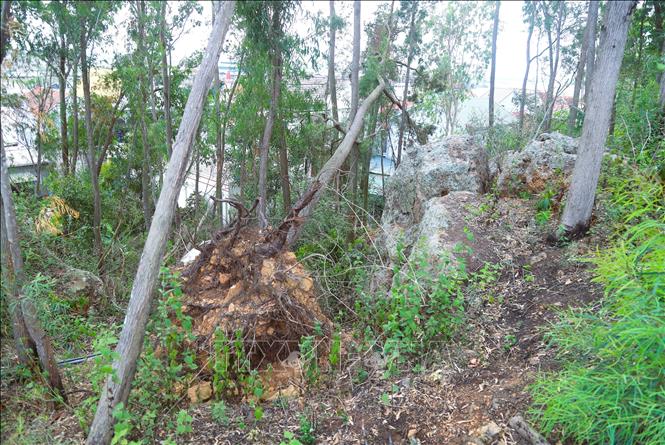 Sau những trận bão trong năm 2025, lượng lớn cây to trên núi Hòn Thông (xã Quỳnh Phú, tỉnh Nghệ An) bị gãy đổ, bật gốc, chết khô làm tăng nguy cơ xói mòn, sạt lở đất, đá tại những vị trí xung yếu trên núi. Ảnh: Xuân Tiến - TTXVN 
