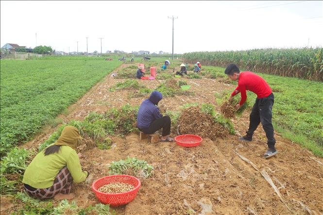 Bước vào mùa thu hoạch lạc, bà con nông dân trên các cánh đồng thường “đổi công” nhổ, vặt lạc cho nhau để thu hoạch được nhanh. Ảnh: Xuân Tiến - TTXVN 