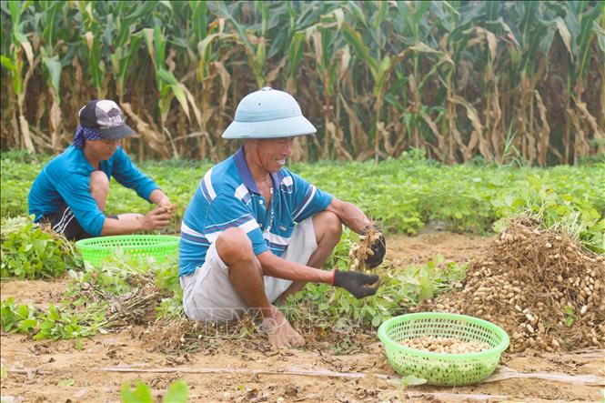 Nông dân vặt lạc theo phương pháp thủ công tại đồng ruộng. Ảnh: Xuân Tiến - TTXVN