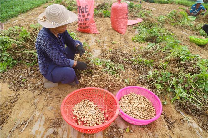 Vụ xuân 2026, nông dân các xã ven biển An Châu, Hải Châu, Diễn Châu (tỉnh Nghệ An) chủ yếu trồng các giống lạc L23, L14 và giống lạc sen địa phương, phù hợp với điều kiện thổ nhưỡng, khả năng chống chịu sâu bệnh tốt, cho hiệu quả, năng suất cao. Ảnh: Xuân Tiến - TTXVN 