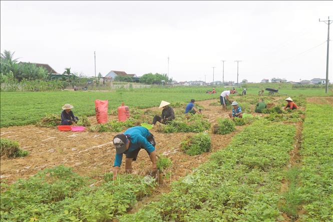 Nông dân xã An Châu (tỉnh Nghệ An) tất bật thu hoạch lạc Xuân trong sáng sớm. Ảnh: Xuân Tiến - TTXVN 