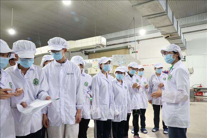 Các em học sinh lớp 11A1, Trường Trung học phổ thông Lý Thường Kiệt khảo sát khu sản xuất tại Công ty TNHH Tân Nhiên. Ảnh: Thanh Tân - TTXVN