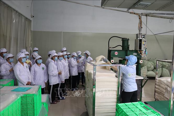 Các em học sinh lớp 11A1, Trường Trung học phổ thông Lý Thường Kiệt khảo sát khu sản xuất tại Công ty TNHH Tân Nhiên. Ảnh: Thanh Tân - TTXVN